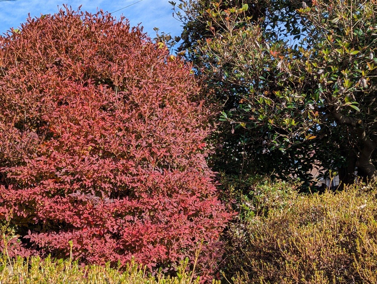 根本の立ち姿が格好の良い ドウダンツツジ 482 樹高1.1m位 灯台躑躅