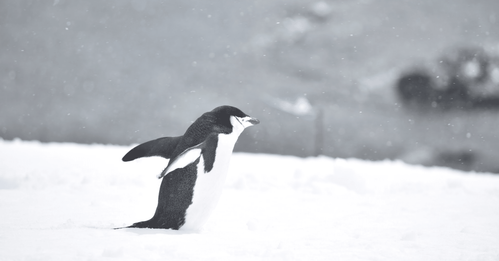南極2日目の新婚夫婦(ペンギンコロニーと吹雪の南極)｜ゆか