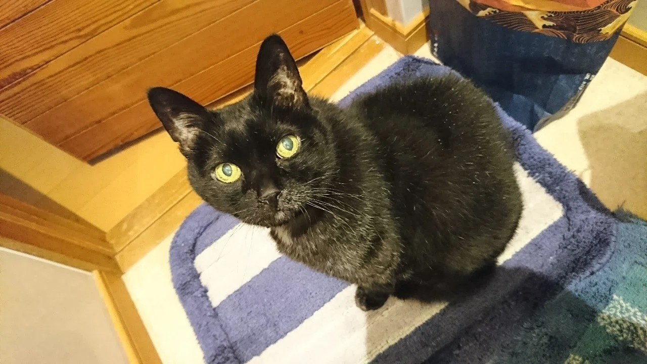 ねこ 菅沼理恵 Note