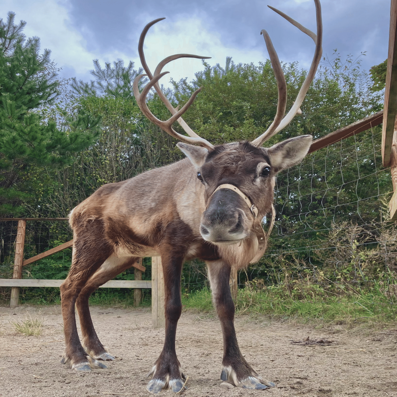 トナカイの角の秘密｜那須どうぶつ王国公式note