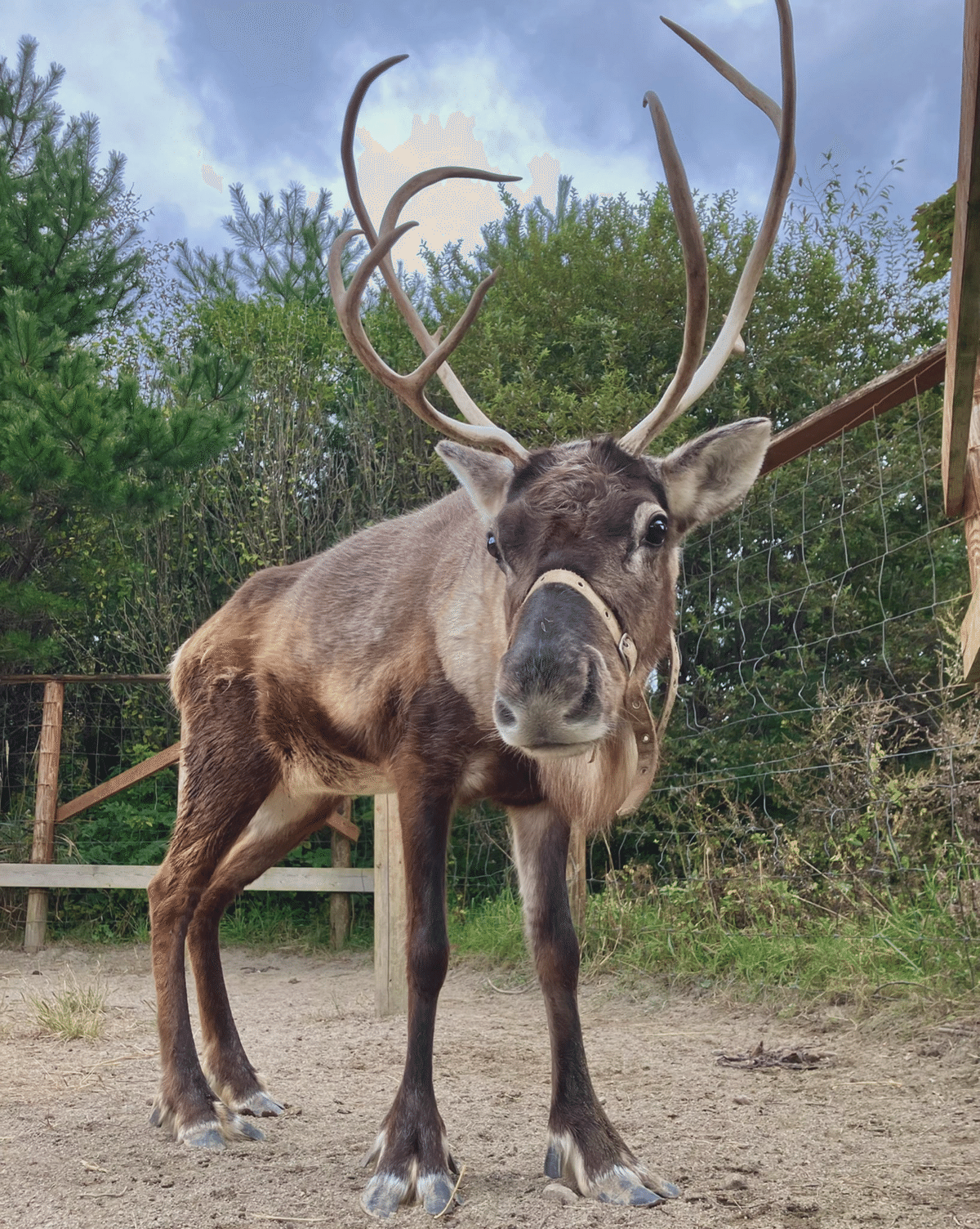 トナカイの角の秘密｜那須どうぶつ王国公式note