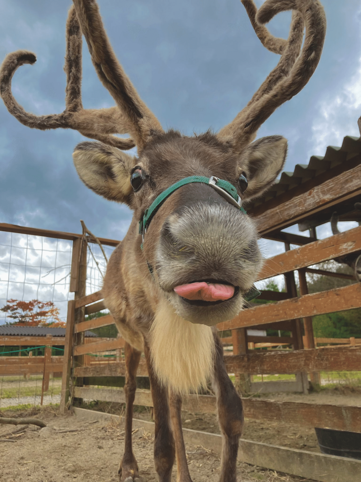 トナカイの角の秘密｜那須どうぶつ王国公式note