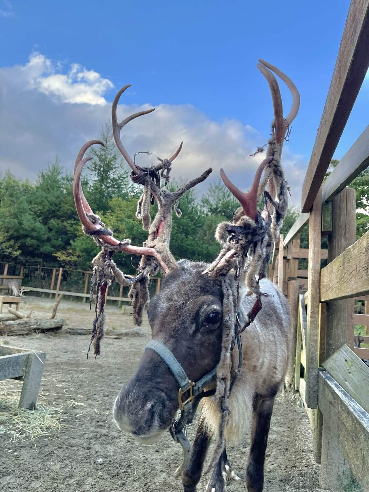 トナカイの角の秘密｜那須どうぶつ王国公式note