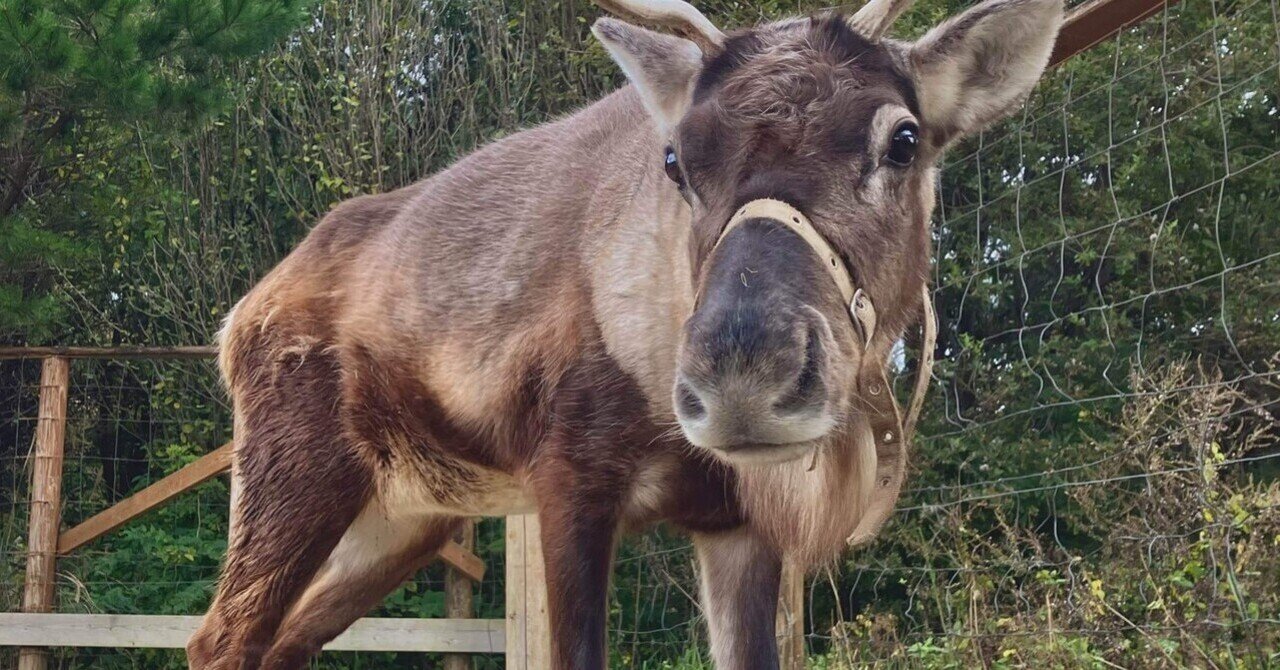 トナカイの角の秘密｜那須どうぶつ王国公式note