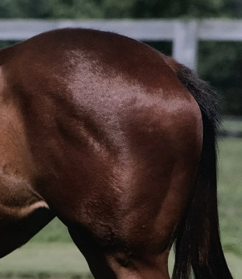馬体の見方 なんとなくから脱却した者勝ち 一口馬主マスターb Note 馬体の見方 なんとなくから脱却した者勝ち 一口馬主マスターb Note