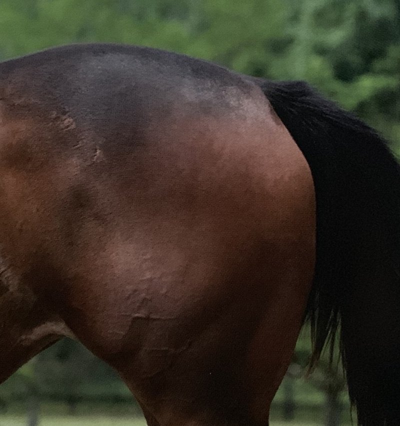馬体の見方 なんとなくから脱却した者勝ち 一口馬主マスターb Note