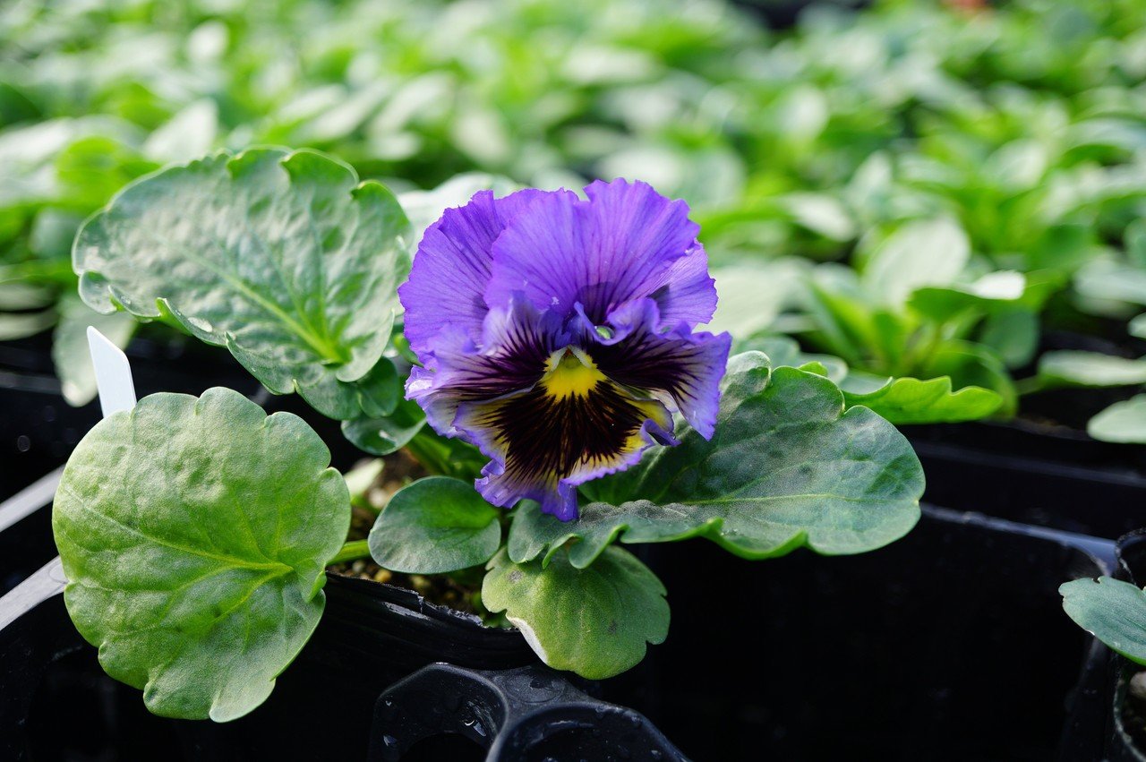パンジーとビオラの育苗 続々と開花がはじまりました 摘芯も検証するよ ゆかこ うつ畑 Note