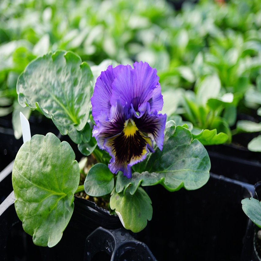 パンジーとビオラの育苗 続々と開花がはじまりました 摘芯も検証するよ ゆかこ うつ畑 Note