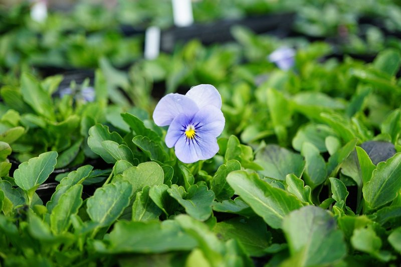 パンジーとビオラの育苗 続々と開花がはじまりました 摘芯も検証するよ ゆかこ Note