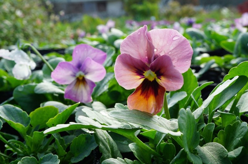 パンジーとビオラの育苗 続々と開花がはじまりました 摘芯も検証するよ ゆかこ Note パンジーとビオラの育苗 続々と開花がはじまりました 摘芯も検証するよ ゆかこ Note