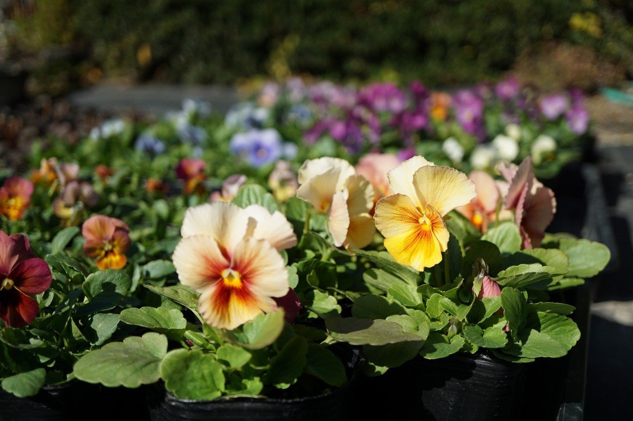 72c504d1c9619e8b42c9f8d1be7ccc