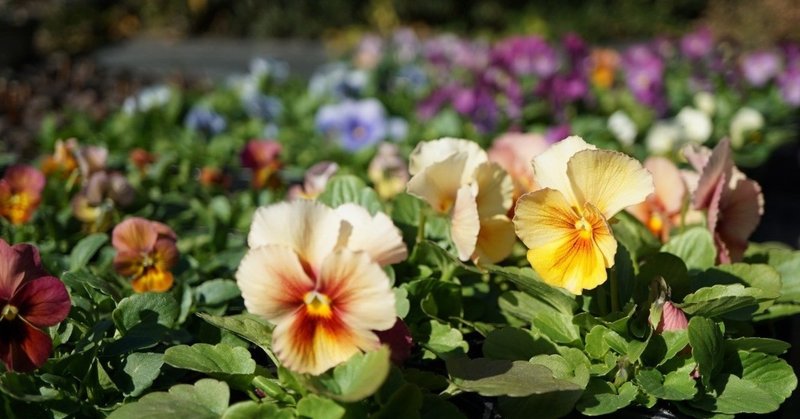 パンジーとビオラの育苗 続々と開花がはじまりました 摘芯も検証するよ ゆかこ Note パンジーとビオラの育苗 続々と開花がはじまりました 摘芯も検証するよ ゆかこ Note