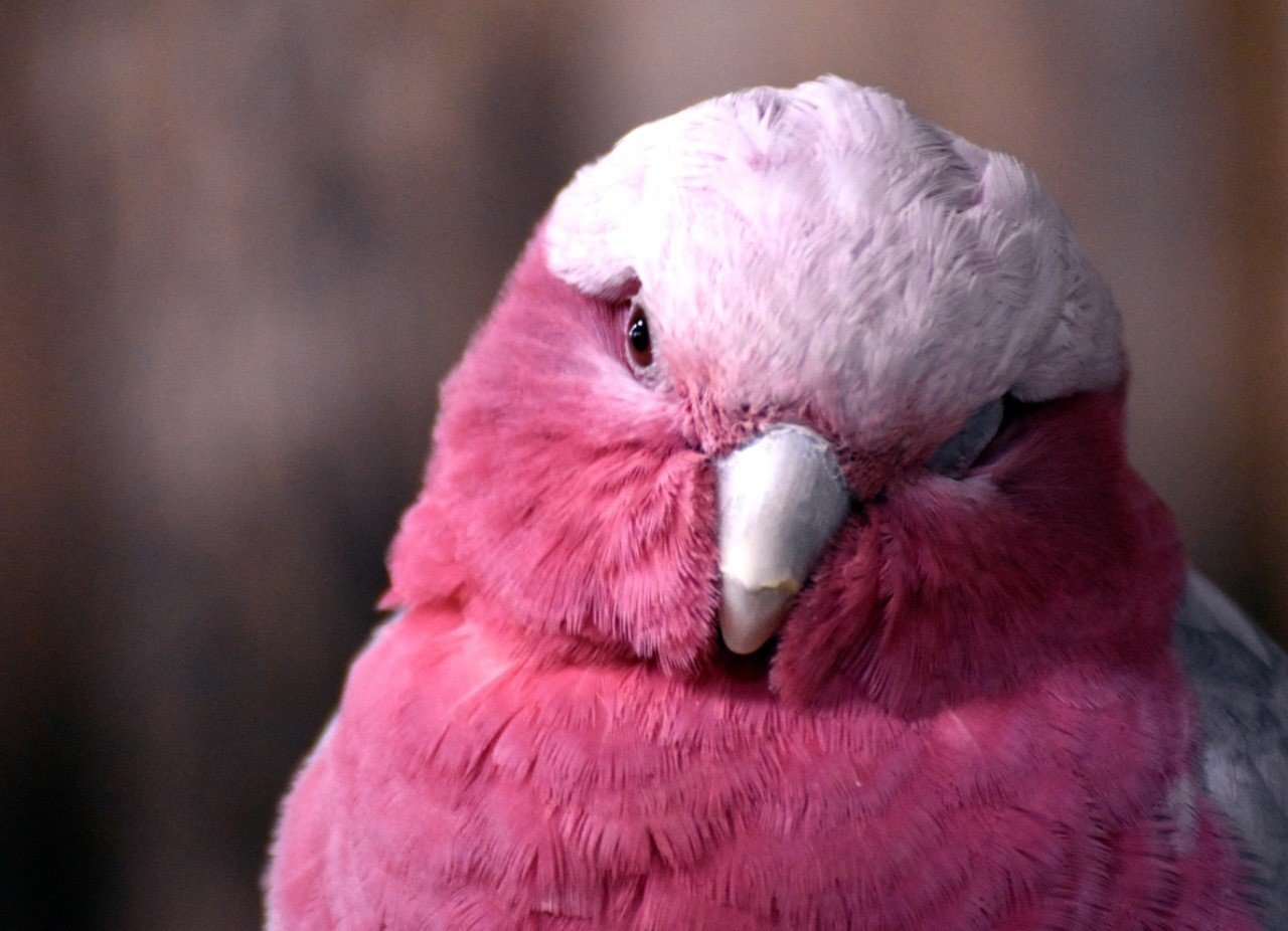 鳥 お茶屋 Note 鳥 お茶屋 Note