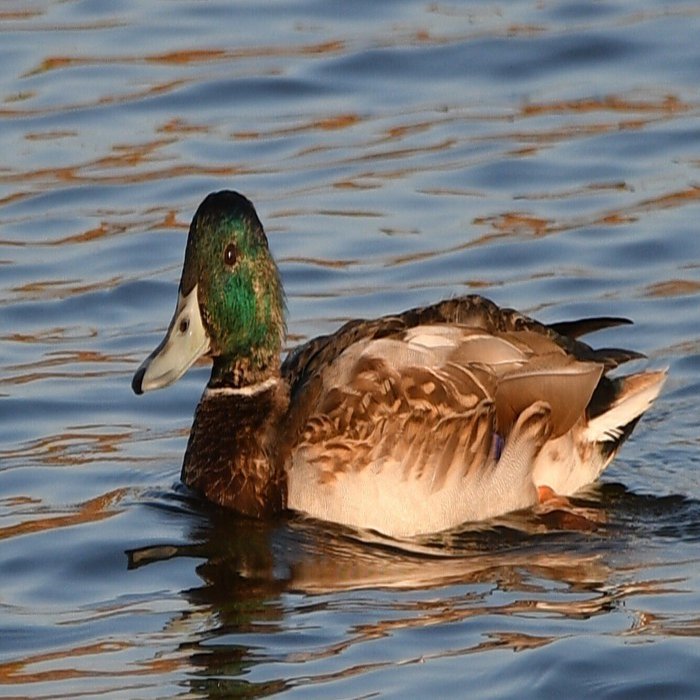 嘴が水色のマガモなど【探鳥日記#22】2024.11.04｜おおるり