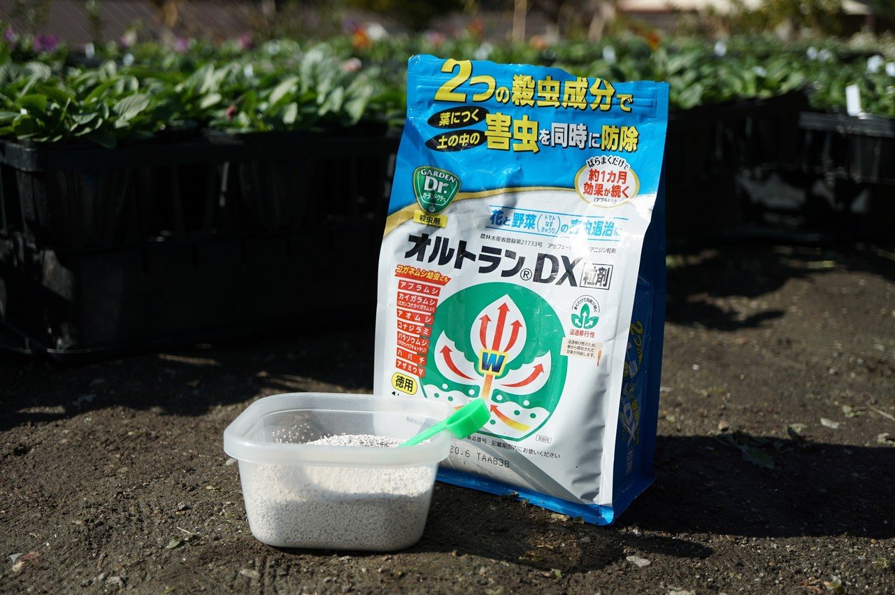 パンジーとビオラの育苗⑧ツマグロヒョウモンの同窓会｜うつ畑