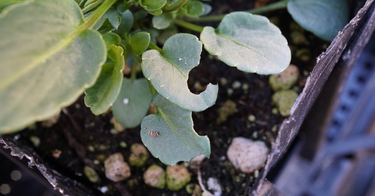 斑入りオリーブ苗　b 斑入りオリーブ苗 b 【公式通販】