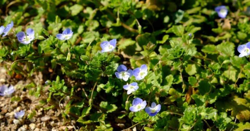 良い畑では なぜ可愛い花が咲く雑草が増えるのか Soyan Lab Note