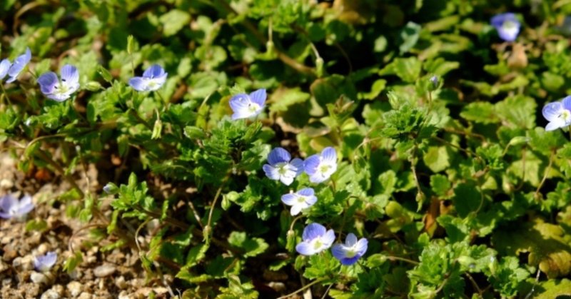 良い畑では なぜ可愛い花が咲く雑草が増えるのか Soyan Lab Note