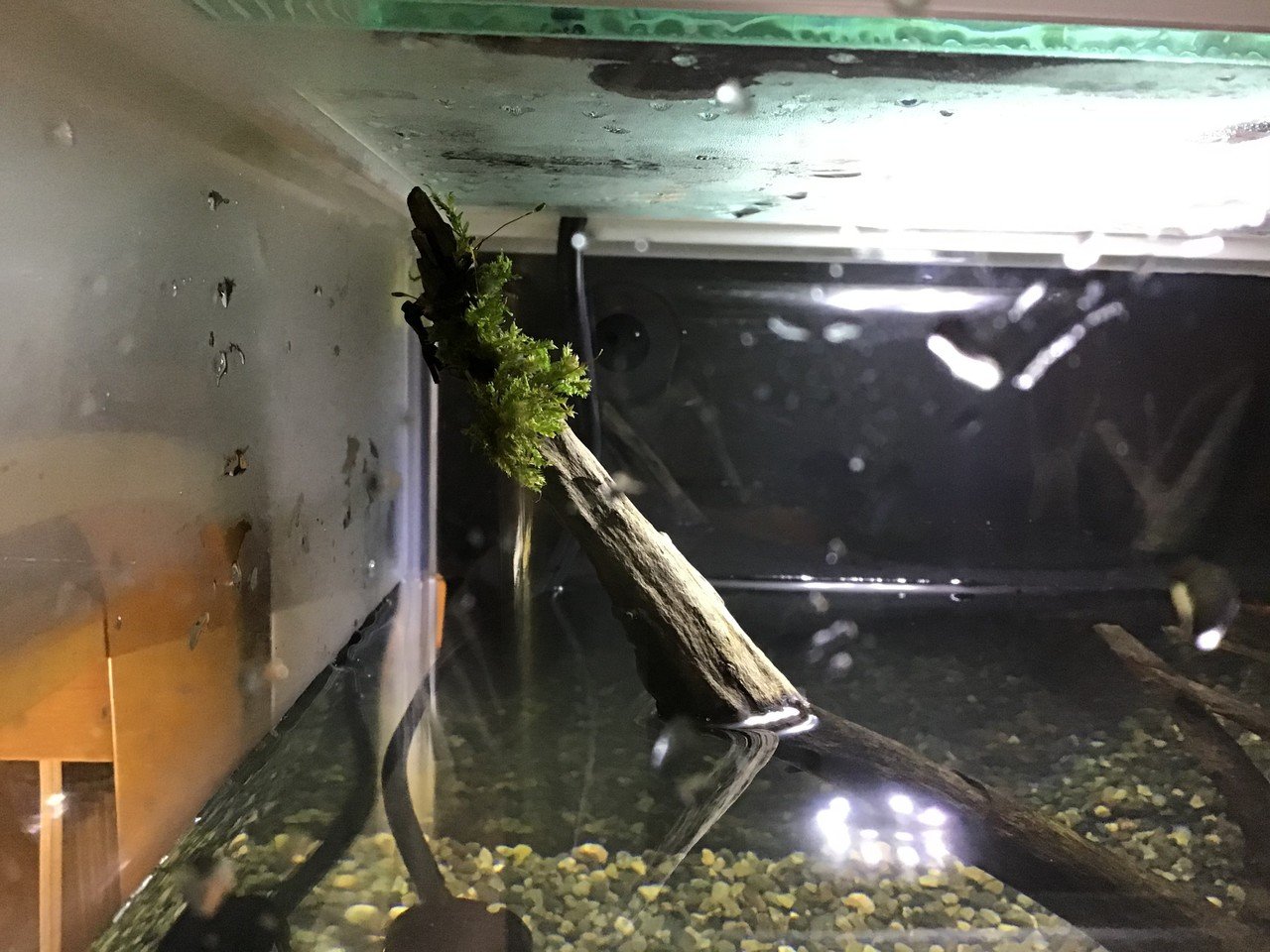 鯉の水槽に苔をつけてみた ゆーいちの水槽部屋 Note 鯉の水槽に苔をつけてみた ゆーいちの水槽部屋 Note