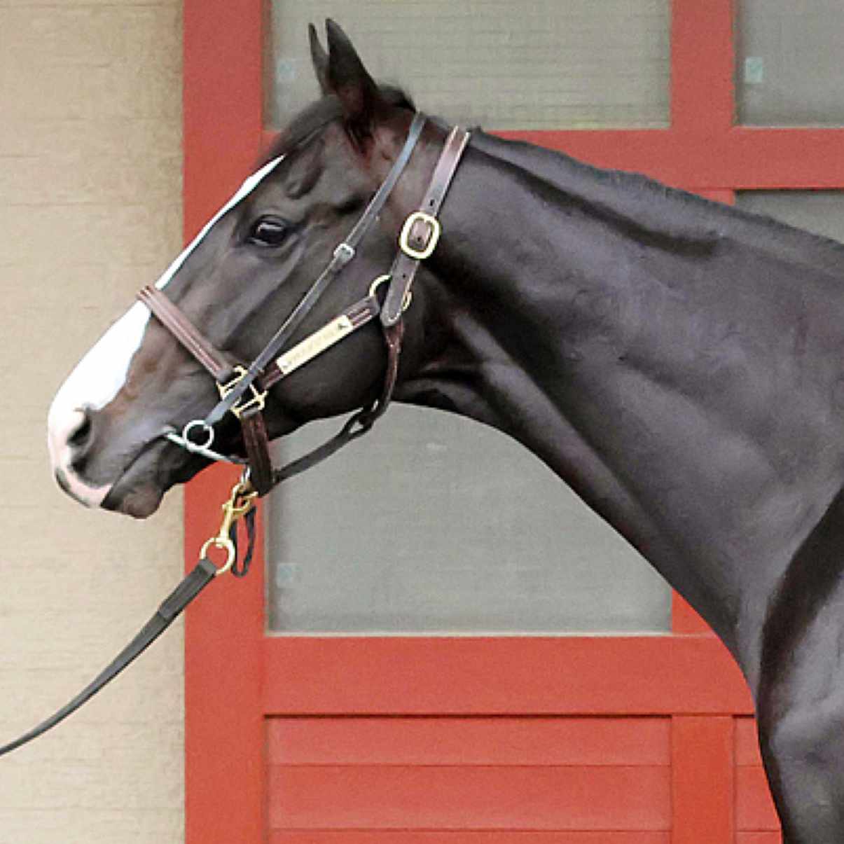 特別レーシングプログラムの秘密｜ガラスの脚 サイン競馬予想