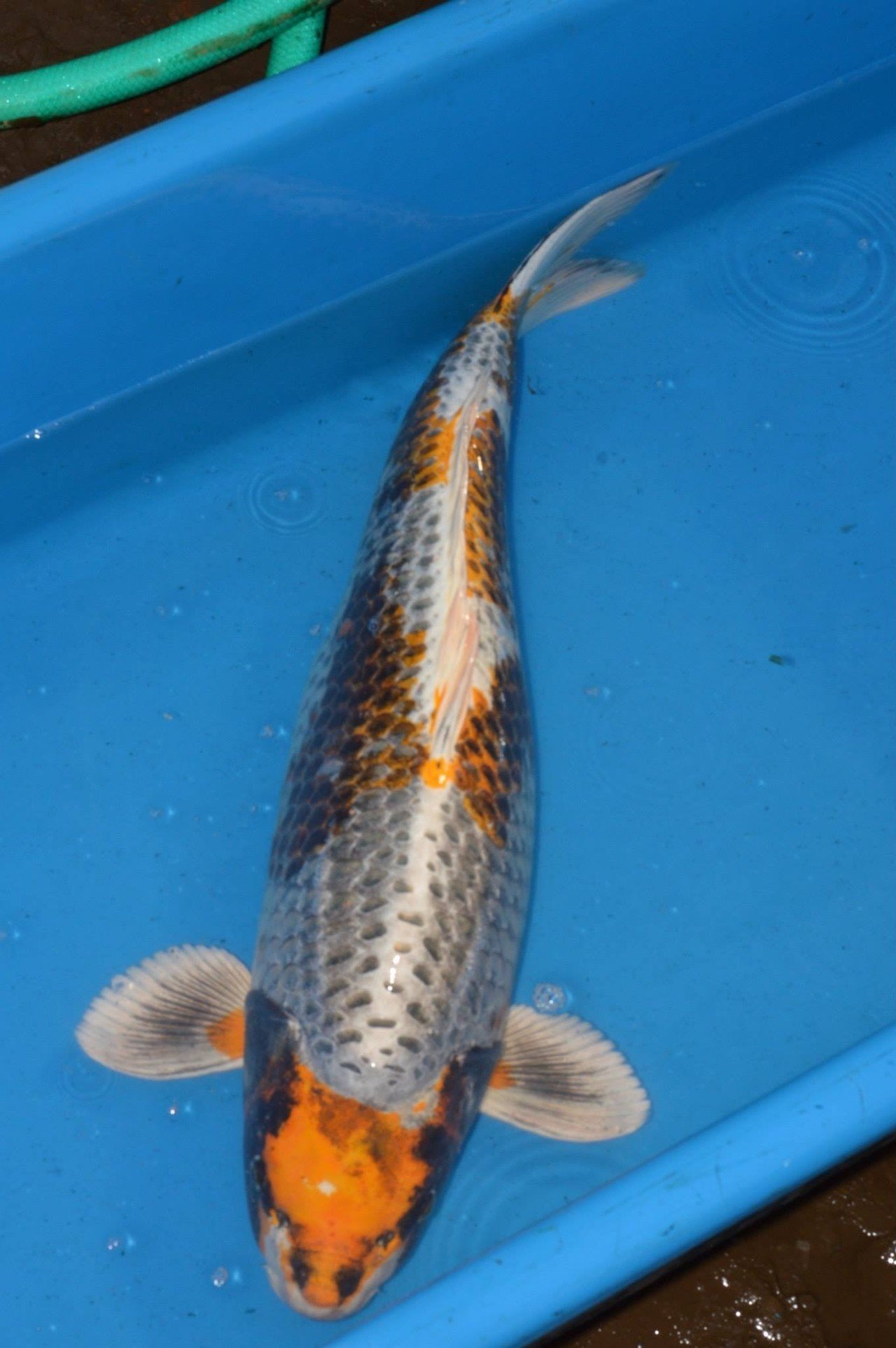 【自家産】３０年新仔　変り鯉シリーズ　珍しい種類　[ピンクパール］約１３㎝前後の出品です。「２セット同梱可能」 1001toys PINKBEARBALONMONHEADLOCKSTUDIO GrapeBrain how2work HxS