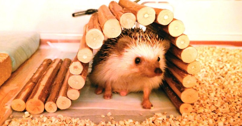 其の3 ハリネズミちゃん達のお正月