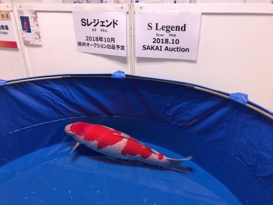 The News 5000万円｜Toshio koi info