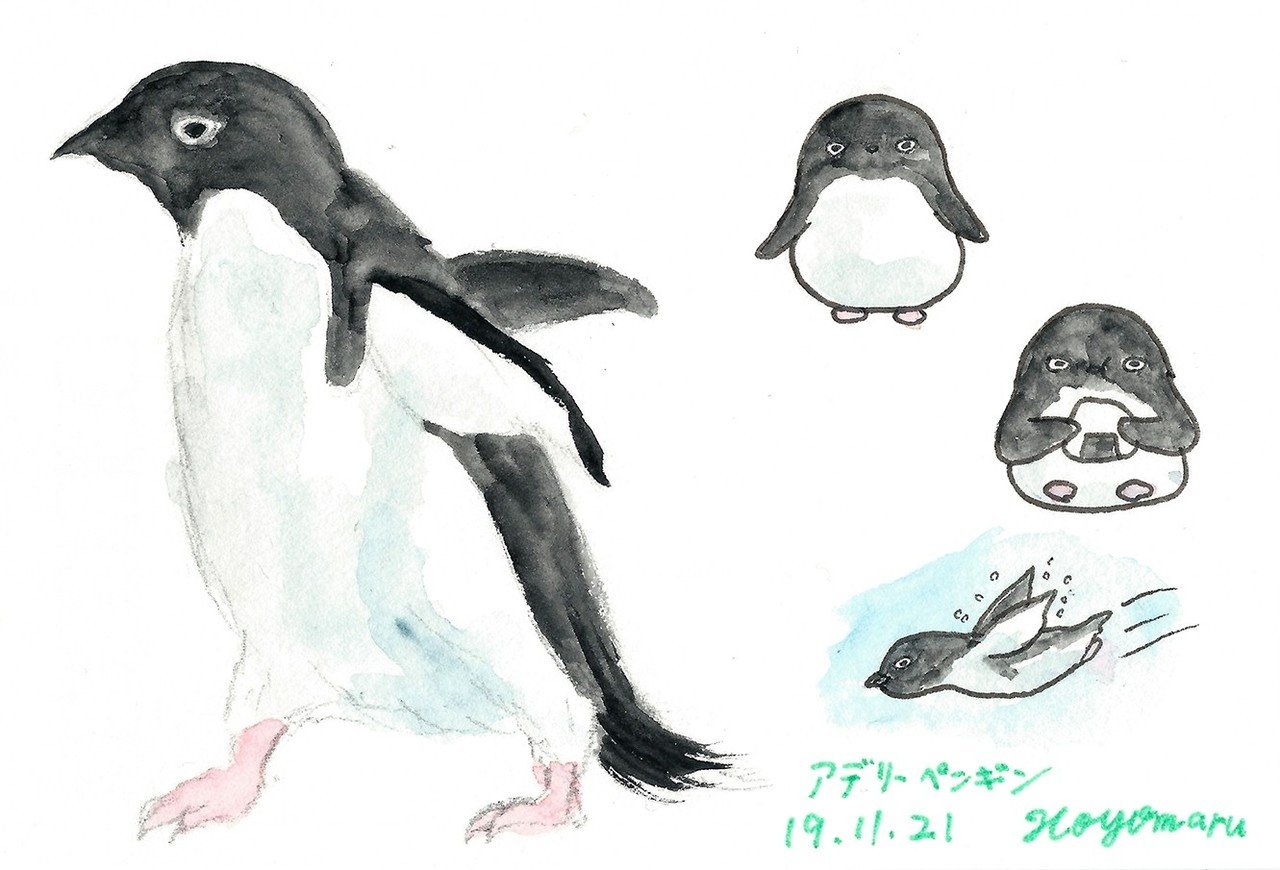 アデリーペンギン191120s