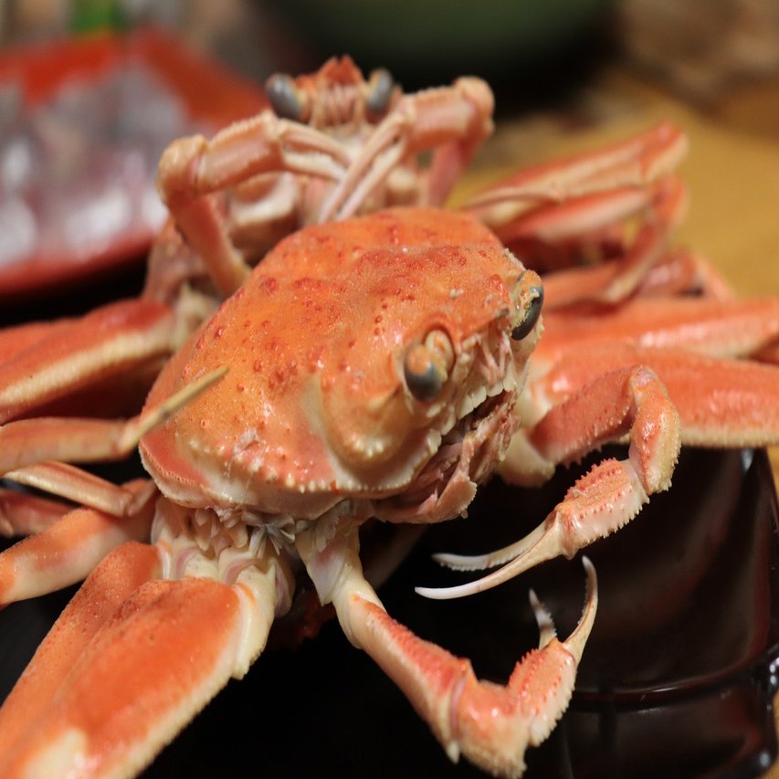 解禁にまつわるエトセトラ 能登半島にカニ食べ行こう 半島同盟 Peninsula Union Note