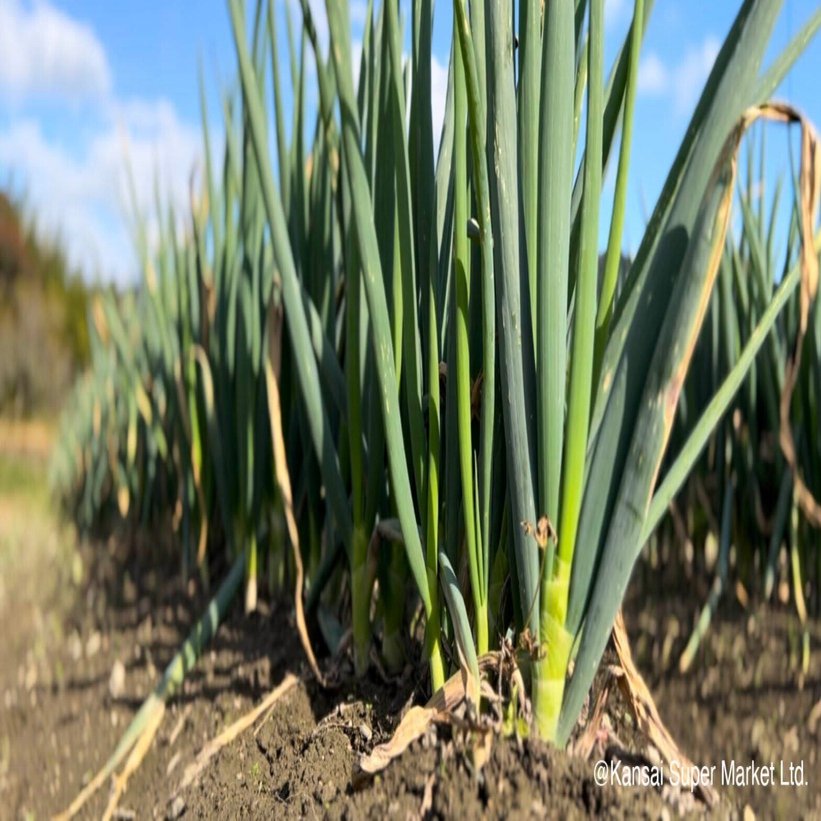 日本三大ねぎ「岩津ねぎ」2024年販売解禁日は11/23に決定！｜関西