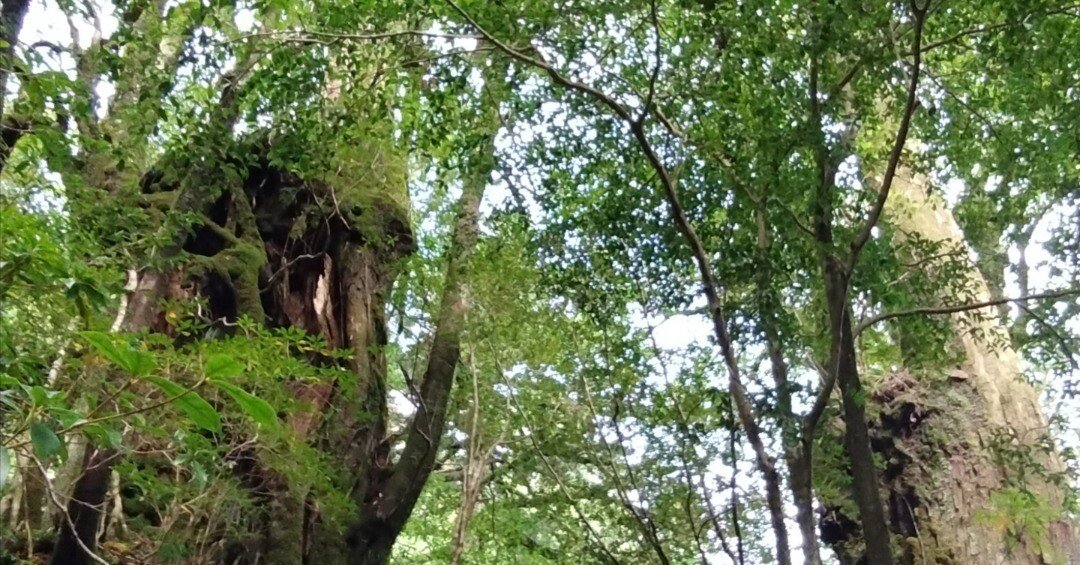 屋久杉彫現在では屋久杉の生木伐採が禁止されてます希少で価値ある品