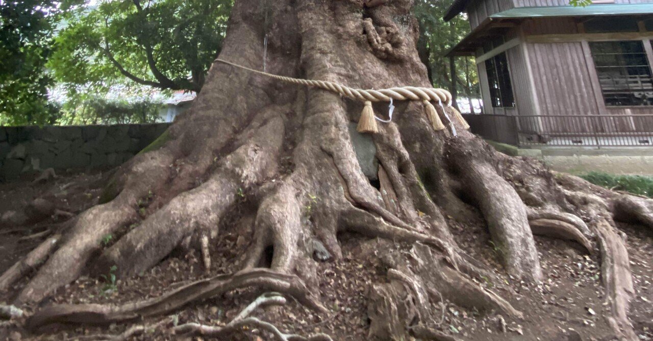 樹木の苦手なこと、根っこ編 その1｜樹木も人も笑顔に、樹木医