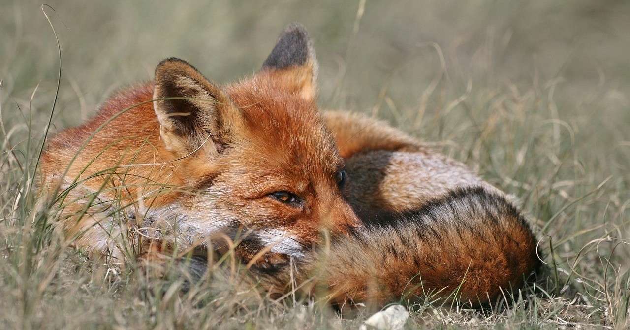 最も好ましい 猫と狐の甘い夢 Metrokabegami