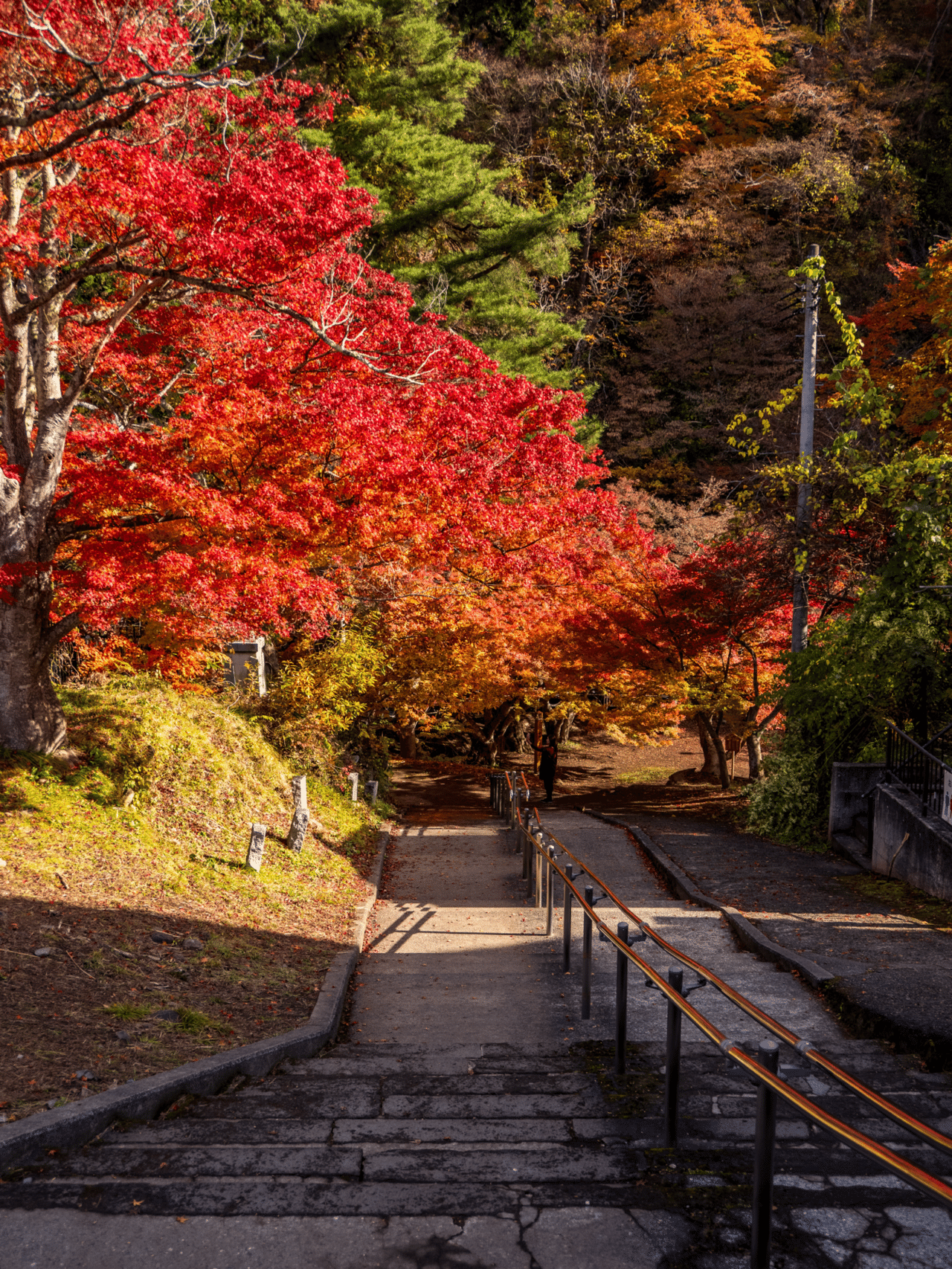 2024.11.14 中野もみじ山（青森県黒石市）をOM-1で撮り歩き｜さいとう