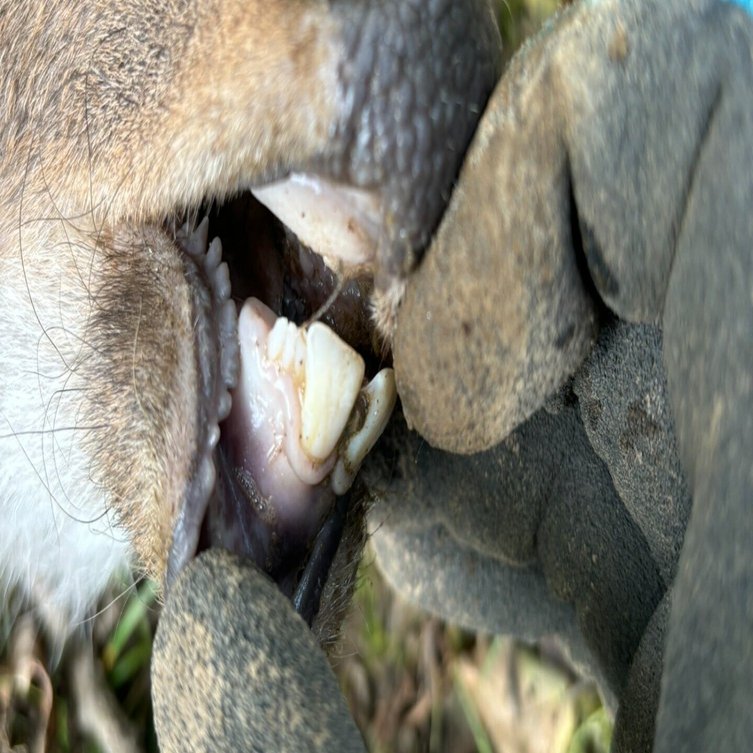 芸能人は歯が命、野生動物も歯が命！シカは何歳まで生きるのか？♯14