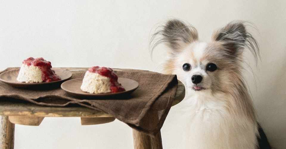 混ぜて詰めるだけ オートミール甘酒プリン 手作り犬おやつレシピ 単品購入 いちかわあやこ 犬ごはん先生 Note