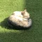 どんぐりころころ