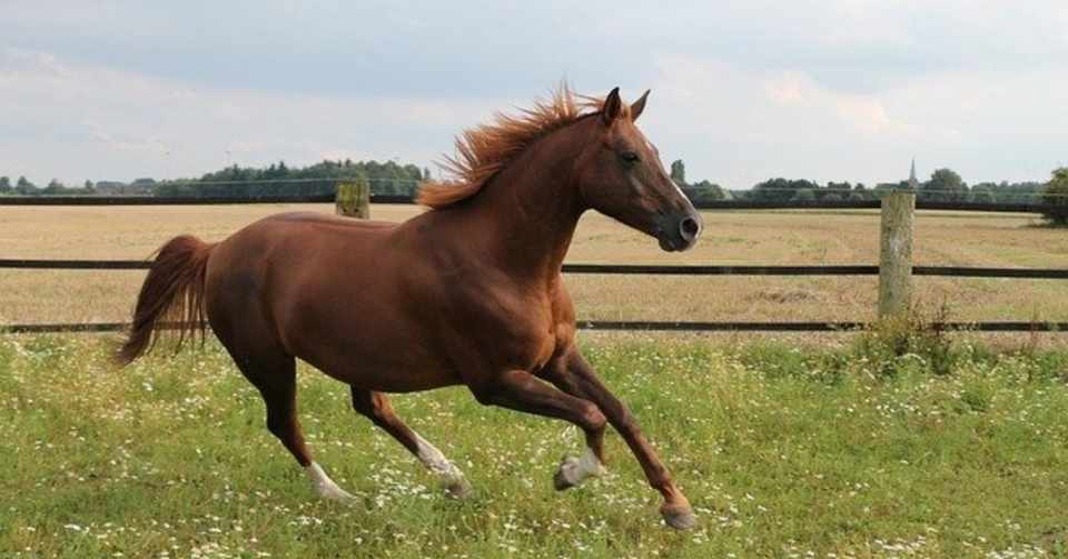 導入決定 カリフォルニアクローム 大胆な近親インブリードの連続の末に生まれた名馬 一口馬主マスターb Note