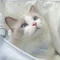 こねこ🐈