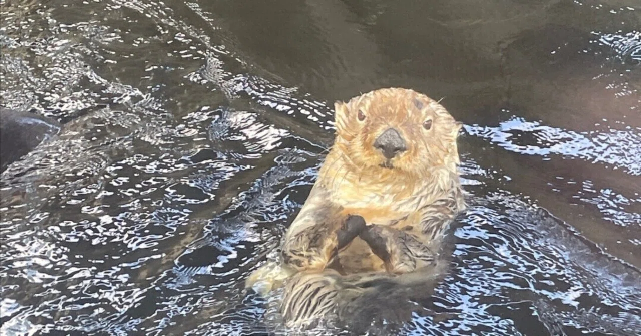 デンマーク】ラッコが見られる水族館 Den Blå Planet デンマーク水族館