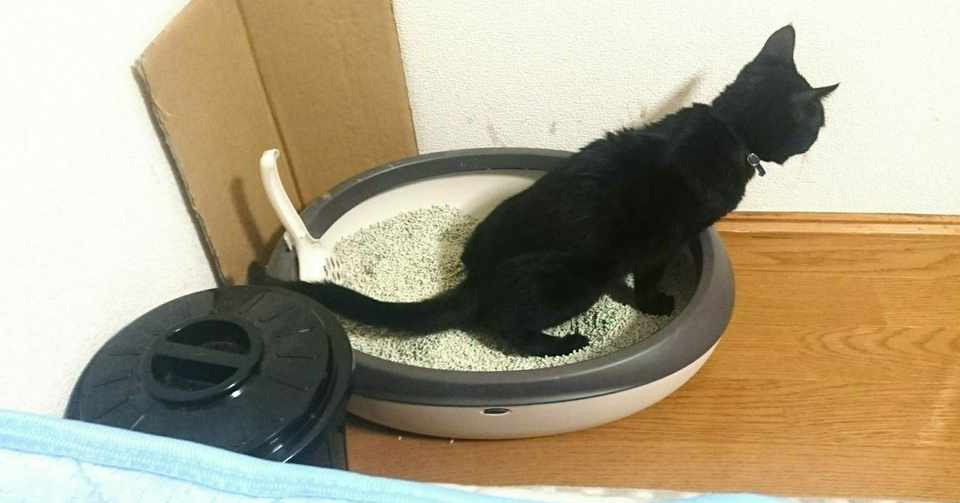 おしっこが出ないにゃん 柳井理恵 一理 Note