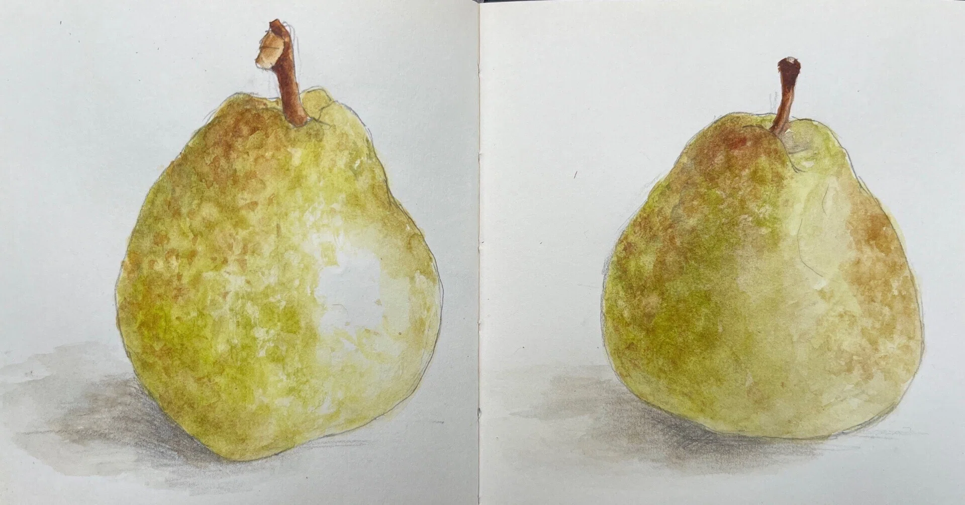 好きでよくお手本にしていたSARA MIDDAの植物画｜toti
