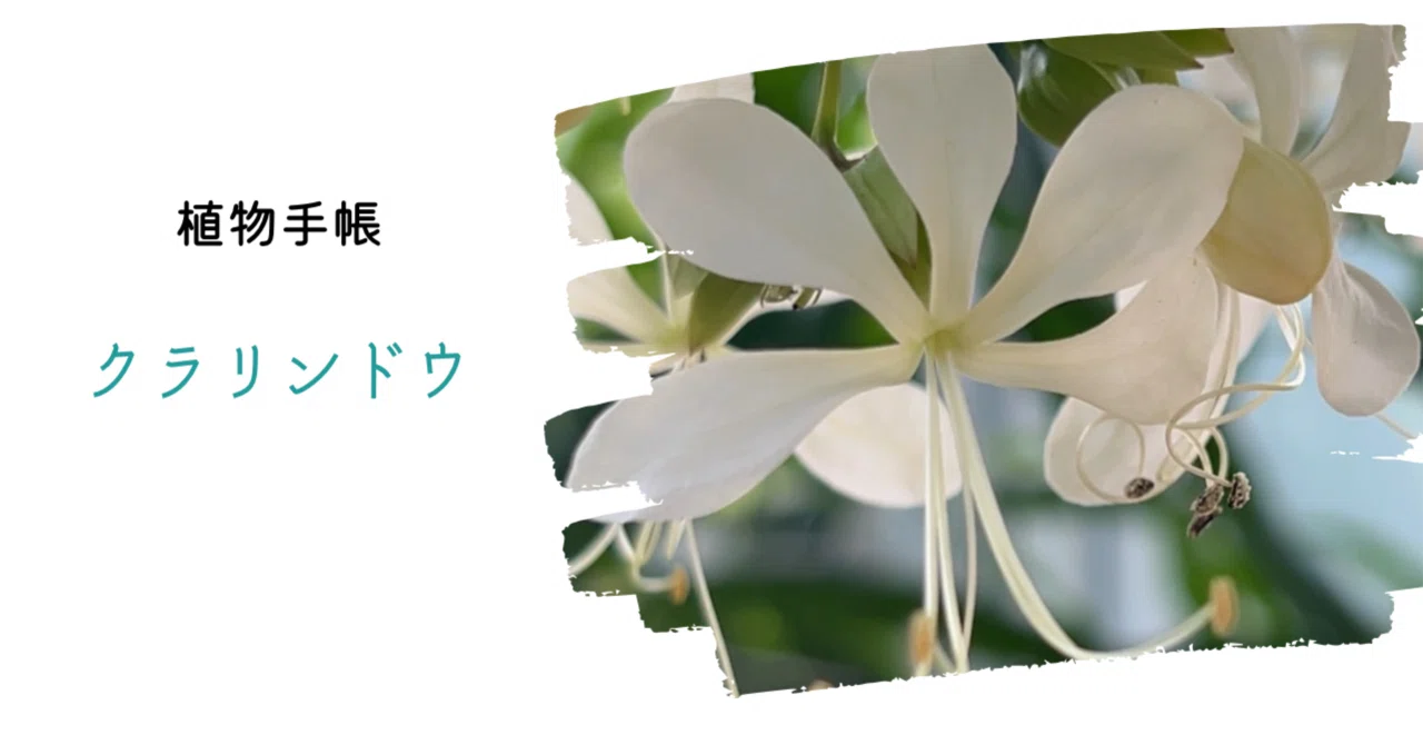 植物手帳】クラリンドウ｜植物手帳