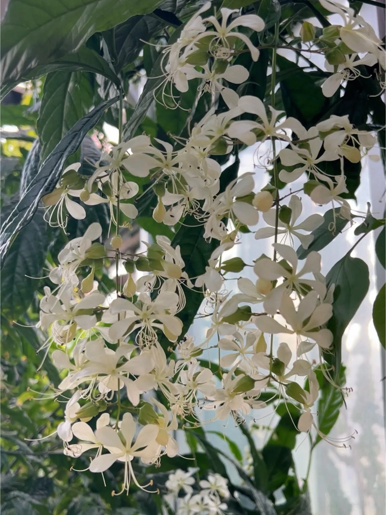 植物手帳】クラリンドウ｜植物手帳