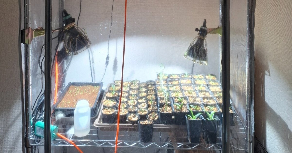 【室内3年育成】グラキリス 年末セール 植物育成LEDライト3連クリップ付 観葉植物
