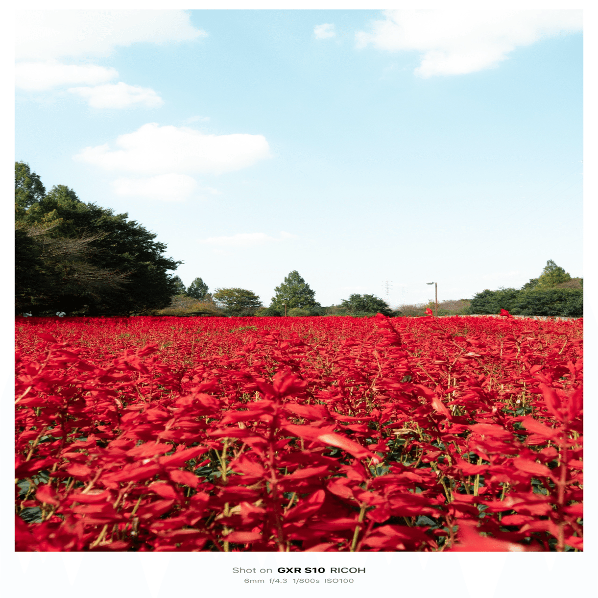 【作例あり】RICOH GXR＋S10キット GXR 作例】RICOHが出したコアなカメラ｜Shia