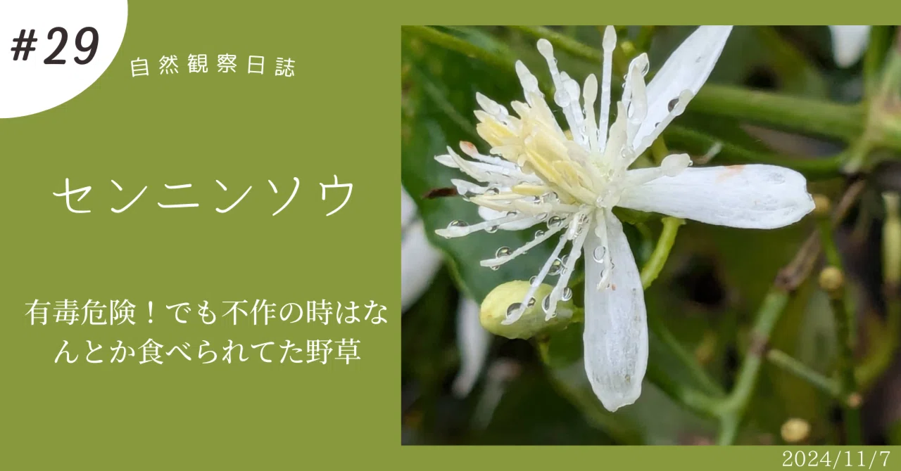 センニンソウ他　野の花　ご確認用 センニンソウが咲きました（8/29更新） | 見ごろの植物