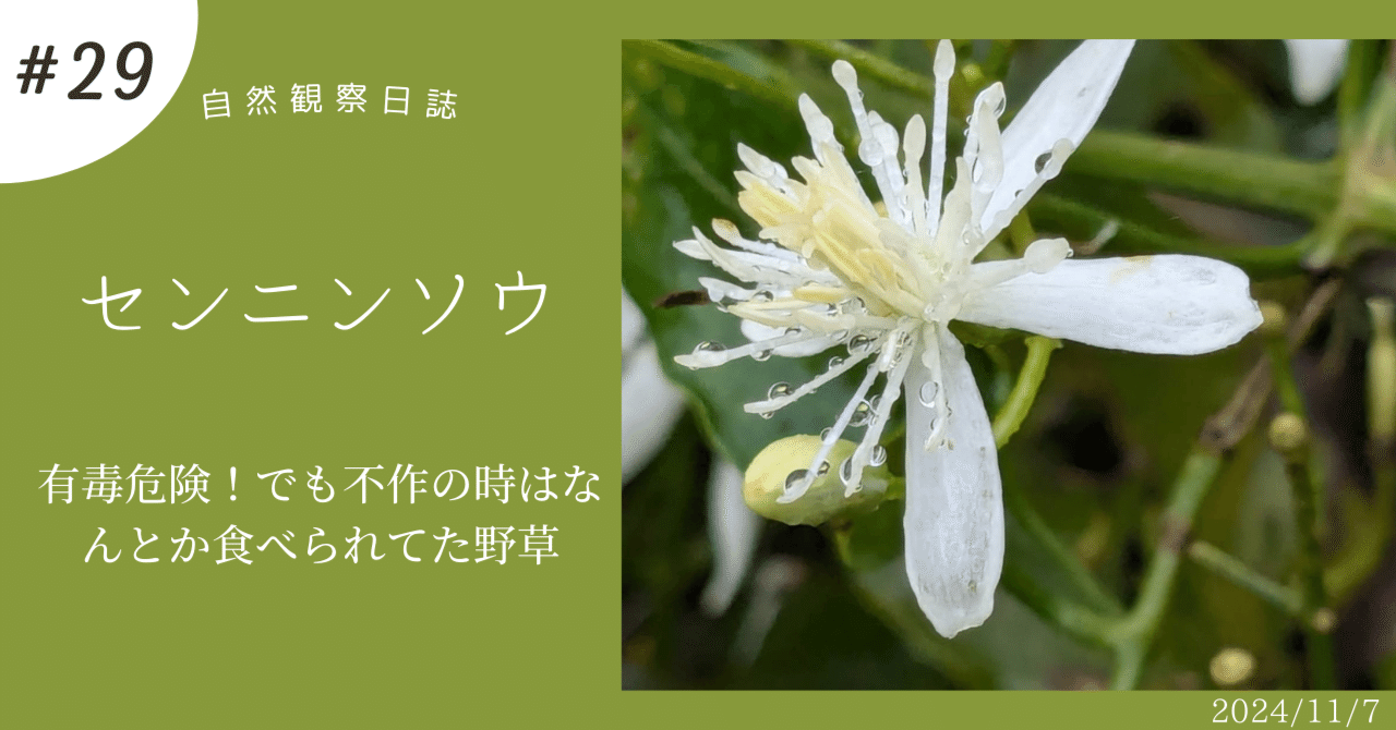 センニンソウ他　野の花　ご確認用 センニンソウ他 野の花 ご確認用 センニンソウ - 野山の花たち 東北と関東