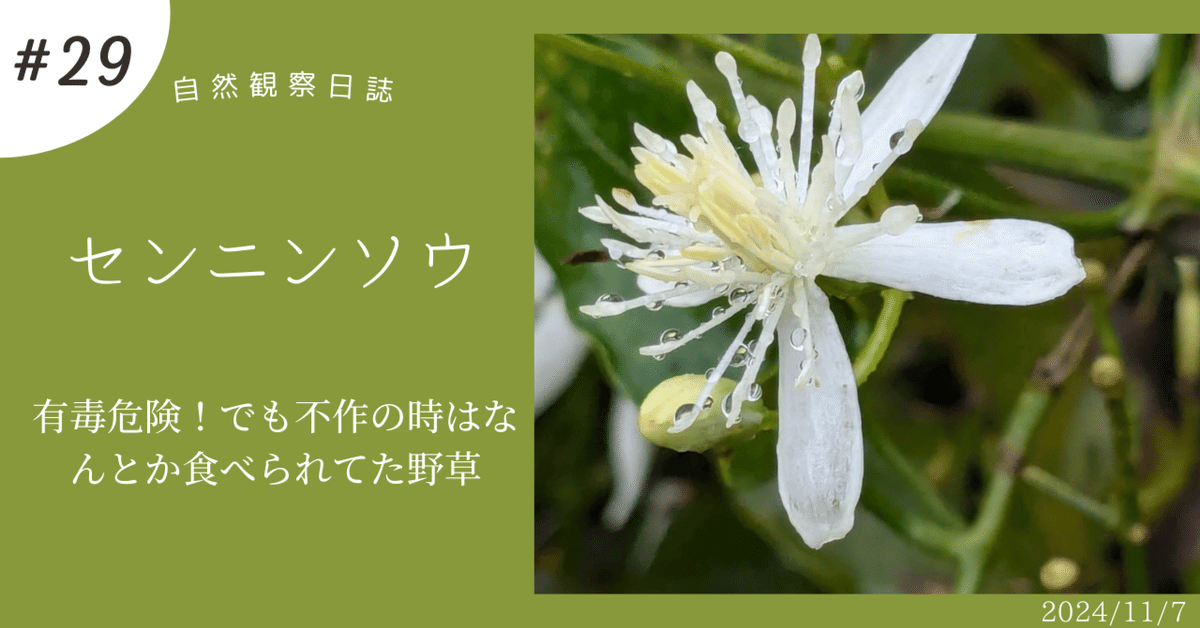 センニンソウ他　野の花　ご確認用 センニンソウ 有毒危険！でも不作の時はなんとか食べられてた