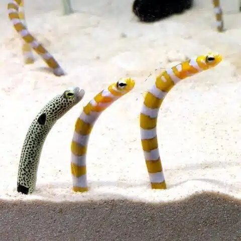 木の実♪